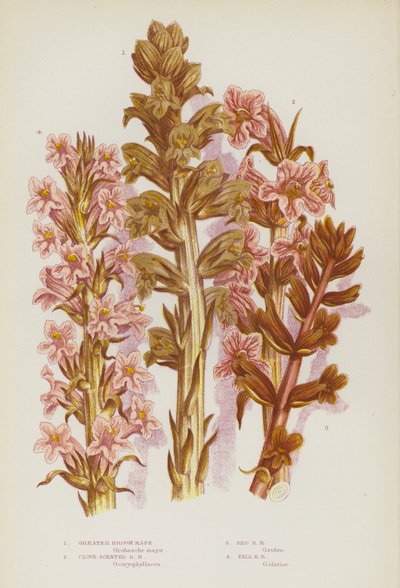 Flowering Plants of Great Britain: Greater Broom Rape, Clove-Scented Broom Rape, Red Broom Rape, Tall Broom Rape by English School
