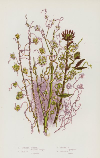Flowering Plants of Great Britain: Greater Dodder, Flax Dodder, Lesser Dodder, Clover Dodder by English School