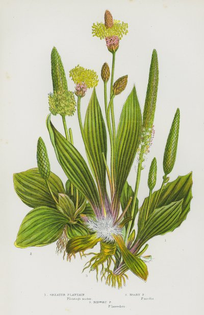 Greater Plantain, Hoary Plantain, Ribwort Plantain by English School