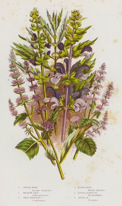 Flowering Plants of Great Britain: Gypsey-Wort, Meadow Sage, Wild English Sage, Horse-Mint, Round Leaved Mint, Spear Mint by English School