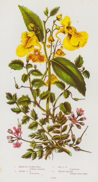 Flowering Plants of Great Britain: Hemlock Storks Bill, Musky Storks Bill, Sea Storks Bill, Yellow Balsam by English School