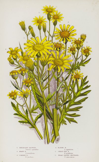 Flowering Plants of Great Britain: Inelegant Ragwort, Hoary Ragwort, Common Ragwort, Marsh Ragwort, Great Fen Ragwort, Broad Leaved Groundsel by English School
