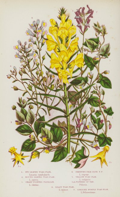 Flowering Plants of Great Britain: Ivy-Leaved Toad Flax, Round-Leaved Toad Flax, Sharp Pointed Fluellin, Creeping Pale Blue Toad Flax, Yellow Toad Flax, Flowers of Var, Least Toad Flax, Upright Purple Toad Flax by English School