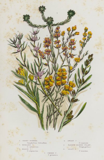 Flowering Plants of Great Britain: Jersey Cudweed, Highland Cudweed, Marsh Cudweed, Dwarf Cudweed, Narrow Leaved Filago, Least Filago, Common Filago by English School
