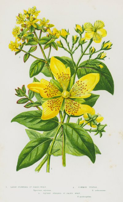 Flowering Plants of Great Britain: Large-Flowered St John