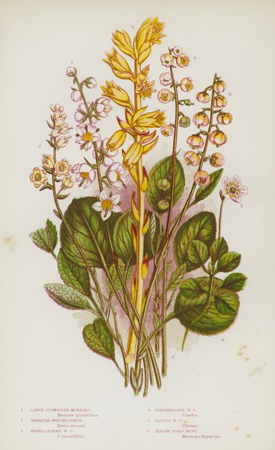 Flowering Plants of Great Britain: Large Flowered Moneses, Serrated Winter-Green, Round-Leaved Winter-Green, Intermediate Winter-Green, Lesser Winter-Green, Yellow Birds-Nest by English School