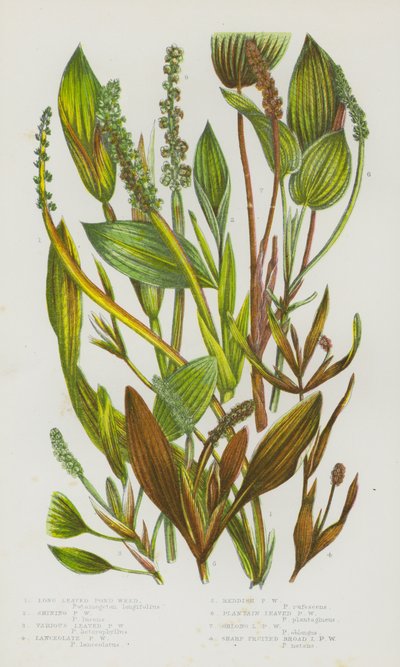 Flowering Plants of Great Britain: Long Leaved Pond Weed, Shining Pond Weed, Various Leaved Pond Weed, Lanceolate Pond Weed, Reddish Pond Weed, Plantain Leaved Pond Weed, Oblong Leaved Pond Weed, Sharp Fruited Broad Leaved Pond Weed by English School
