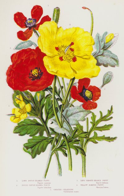 Long Rough-Headed Poppy, Round Rough-Headed Poppy, Long Smooth-Headed Poppy, Yellow Horned Poppy, Greater Celandine by English School