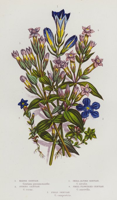 Flowering Plants of Great Britain: Marsh Gentian, Spring Gentian, Small Alpine Gentian, Small Flowered Gentian, Field Gentian by English School