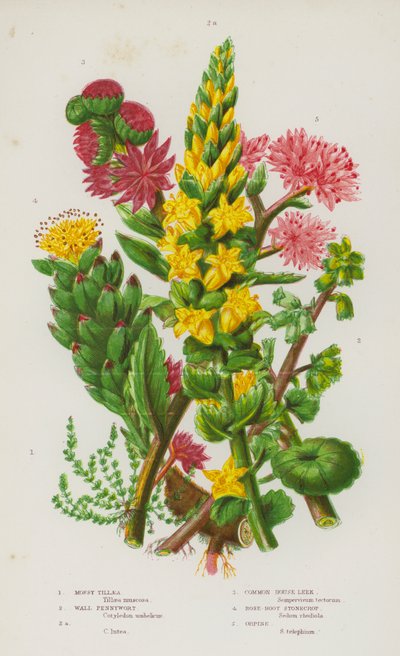 Flowering Plants of Great Britain: Mossy Tillaea, Wall Pennywort, Common House Leek, Rose-Root Stonecrop, Orpine by English School