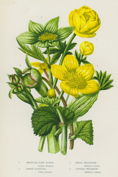 Flowering Plants of Great Britain: Mountain Globe Flower, Marsh Marigold, Green Hellebore, Stinking Hellebore by English School