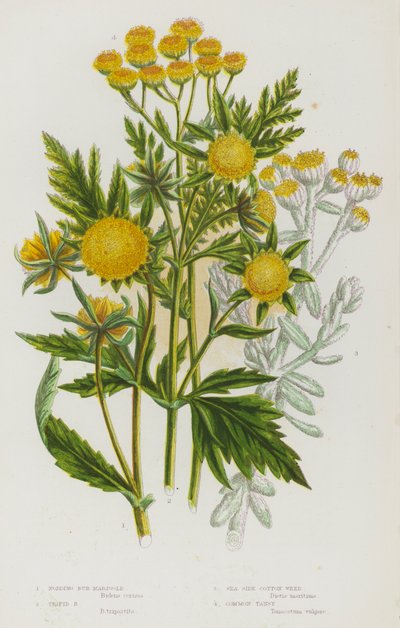 Flowering Plants of Great Britain: Nodding Bur Marigold, Trifid Bur Marigold, Sea Side Cotton Weed, Common Tansy by English School