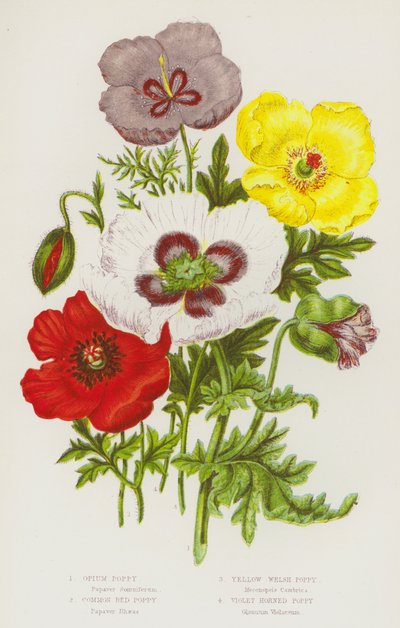 Flowering Plants of Great Britain: Opium Poppy, Common Red Poppy, Yellow Welsh Poppy, Violet Horned Poppy by English School