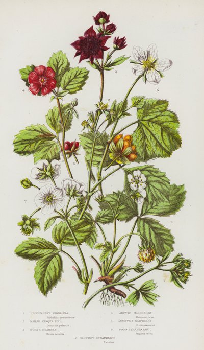 Flowering Plants of Great Britain: Procumbent Sibbaldia, Marsh Cinque Foil, Stone Bramble, Arctic Raspberry, Mountain Raspberry, Wood Strawberry, Hautboy Strawberry by English School
