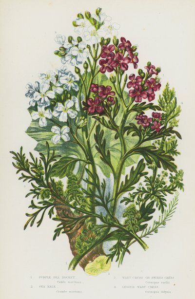 Flowering Plants of Great Britain: Purple Sea Rocket, Sea Kale, Wart Cress or Swines Cress, Lesser Wart Cress by English School
