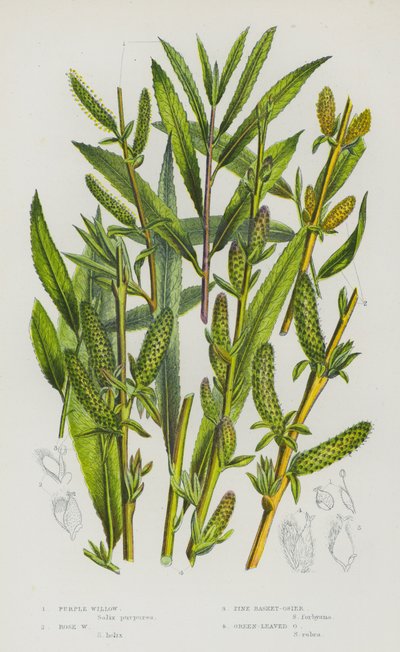 Flowering Plants of Great Britain: Purple Willow, Rose Willow, Pine Basket-Osier, Green-Leaved Osier by English School
