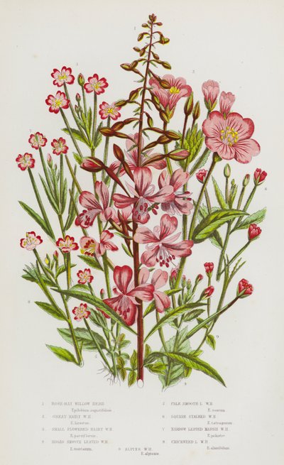 Flowering Plants of Great Britain: Rose-Bay Willow Herb, Great Hairy Willow Herb, Small Flowered Hairy Willow Herb, Broad Smooth Leaved Willow Herb, Pale Smooth Leaved Willow Herb, Square Stalked Willow Herb, Narrow Leaved Marsh Willow Herb, Chickweed Lea by English School