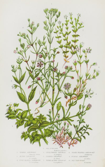 Flowering Plants of Great Britain: Sea Purslane, Vernal Sandwort, Alpine Sandwort, Fine Leaved Sandwort, Level Topped Sandwort, Fringed Sandwort, Thyme Leaved Sandwort, Three Nerved Sandwort, Purple Sandwort, Sea Sandwort by English School