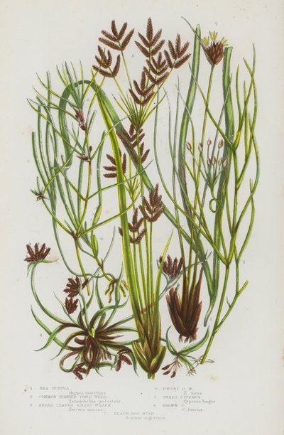 Flowering Plants of Great Britain: Sea Ruppia, Common Horned Pond Weed, Broad Leaved Grass Wrack, Dwarf Grass Wrack, Sweet Cyperus, Brown Cyperus, Black Bog Rush by English School