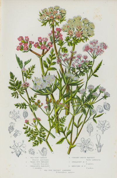 Flowering Plants of Great Britain: Sea Side Carrot, Small Bur Parsley, Great Bur Parsley, Upright Hedge Parsley, Spreading Hedge Parsley, Knotted Hedge Parsley, Sea Side Prickly Samphire by English School