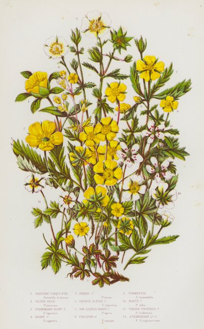 Shrubby Cinque-Foil, Silver Weed, Strawberry-Flowered Cinque-Foil, Hoary Cinque-Foil, Spring Cinque-Foil, Orange Alpine Cinque-Foil, Saw-Leaved Hairy Cinque-Foil, Creeping Cinque-Foil, Tormentil, White Cinque-Foil, Three by English School