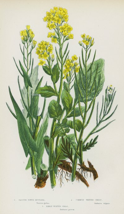 Flowering Plants of Great Britain: Smooth Tower Mustard, Common Winter Cress, Early Winter Cress by English School