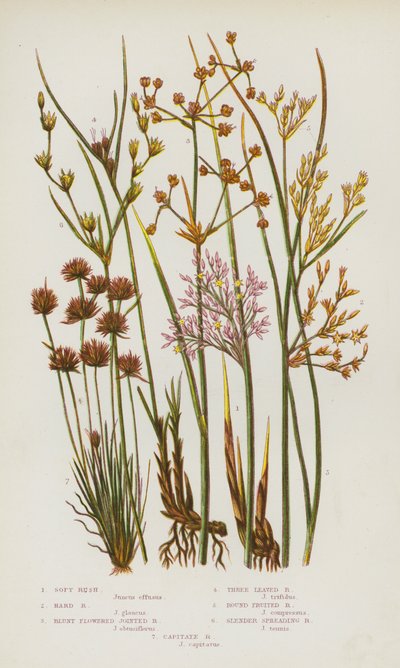 Flowering Plants of Great Britain: Soft Rush, Hard Rush, Blunt Flowered Jointed Rush, Three Leaved Rush, Round Fruited Rush, Slender Spreading Rush, Capitate Rush by English School