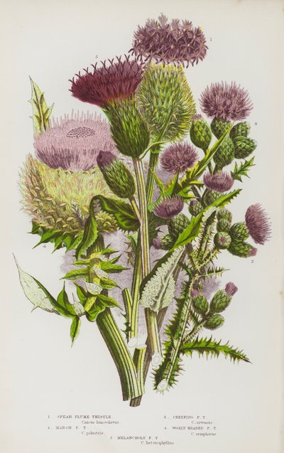 Flowering Plants of Great Britain: Spear Plume Thistle, Marsh Plume Thistle, Creeping Plume Thistle, Woolly Headed Plume Thistle, Melancholy Plume Thistle by English School