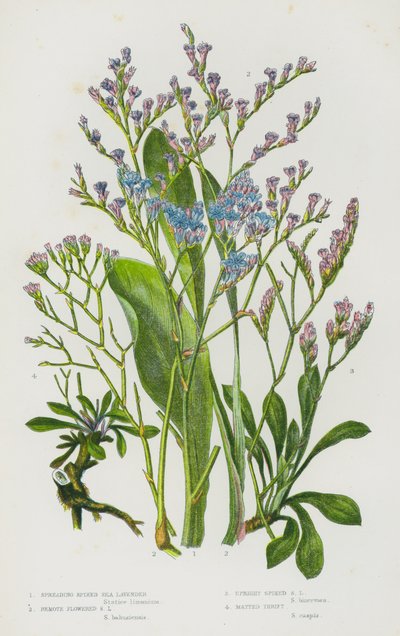 Flowering Plants of Great Britain: Spreading Spiked Sea Lavender, Remote Flowered Sea Lavender, Upright Spiked Sea Lavender, Matted Thrift by English School