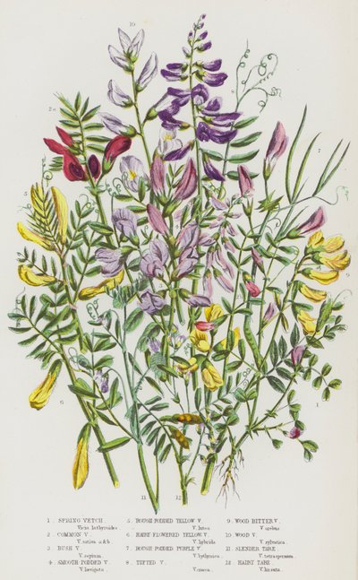 Flowering Plants of Great Britain: Spring Vetch, Common Vetch, Bush Vetch, Smooth-Podded Vetch, Rough-Podded Yellow Vetch, Hairy-Flowered Yellow Vetch, Rough-Podded Purple Vetch, Tufted Vetch, Wood Bitter Vetch, Wood Vetch, Slender Tare, Hairy Tare by English School
