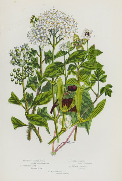Flowering Plants of Great Britain: Tuberous Moschatell, Common Ivy, Wild Cornel, Dwarf Cornel, Mistletoe by English School