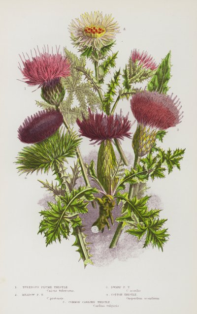 Flowering Plants of Great Britain: Tuberous Plume Thistle, Meadow Plume Thistle, Dwarf Plume Thistle, Cotton Thistle, Common Carline Thistle by English School
