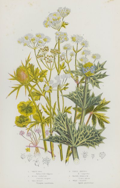 Flowering Plants of Great Britain: White Rot, Wood Sanicle, Sea Holly, Field Eryngo, Water Hemlock, Wild Celery by English School