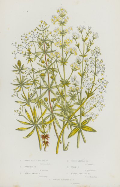 Flowering Plants of Great Britain: White Water Bed-Straw, Upright Bed-Straw, Great Hedge Bed-Straw, Cross Leaved Bed-Straw, Wall Bed-Straw, Warty Fruited Bed-Straw, Smooth Fruited Bed-Straw by English School