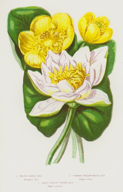 White Water Lily, Common Yellow Water Lily, Least Yellow Water Lily by English School