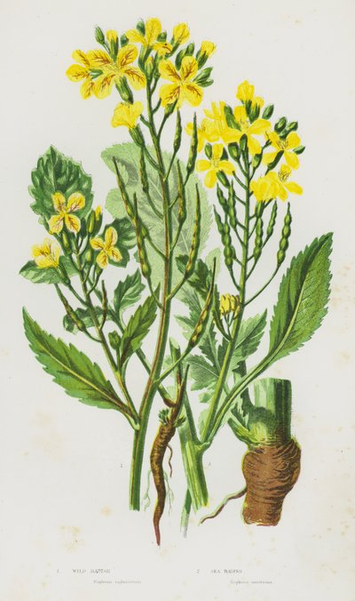 Flowering Plants of Great Britain: Wild Radish, Sea Radish by English School