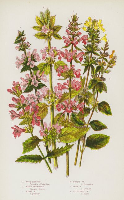 Flowering Plants of Great Britain: Wood Betony, Hedge Woundwort, Marsh Woundwort, Downy Woundwort, Corn Woundwort, Pale Annual Woundwort by English School