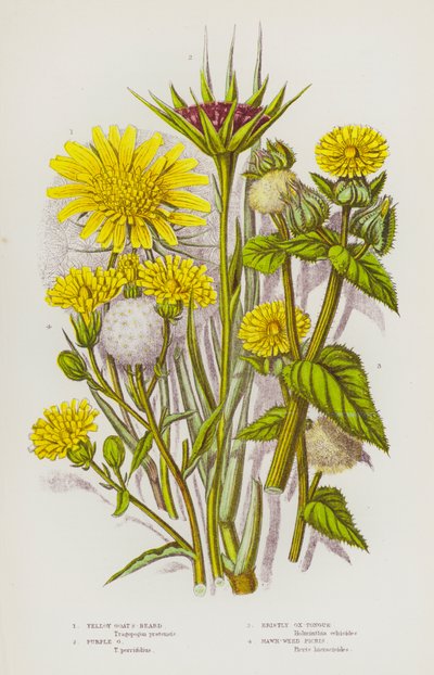 Flowering Plants of Great Britain: Yellow Goat