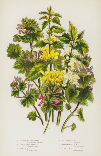Yellow Weasel Snout, White Dead Nettle, Red Dead Nettle, Cut Leaved Dead Nettle, Intermediate Dead Nettle, Henbit Dead Nettle by English School