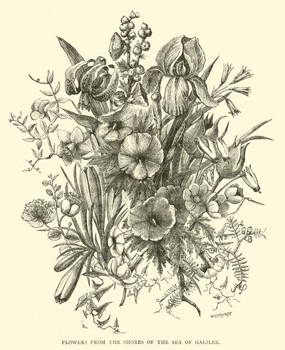Flowers from the Shores of the Sea of Galilee by English School