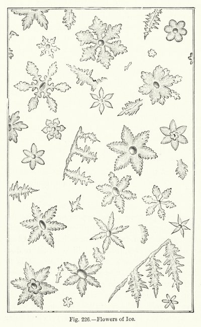 Flowers of Ice by English School