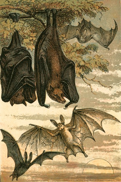 Flying Fox, Vampire Bat, Common Bat and Spectre Vampire by English School