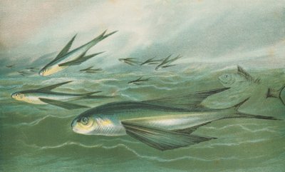 Flying Fish by English School
