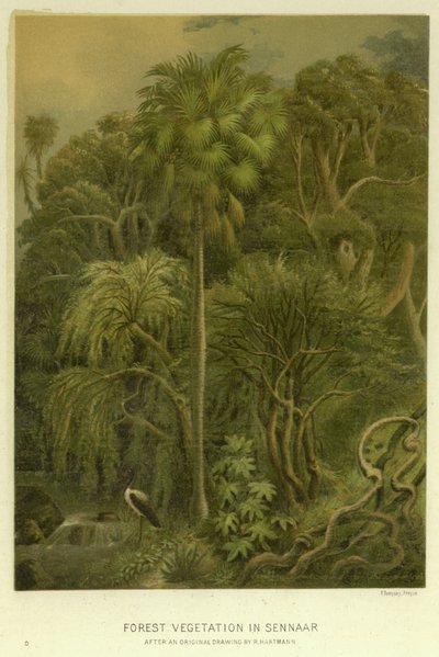 Forest Vegetation in Sennaar by English School