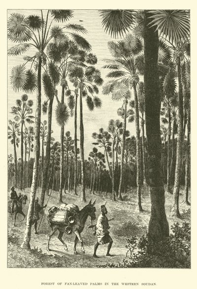 Forest of Fan-Leaved Palms in the Western Sudan by English School