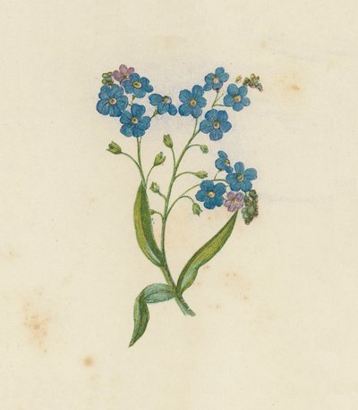 Forget-Me-Not, Myosotis Palustris by English School
