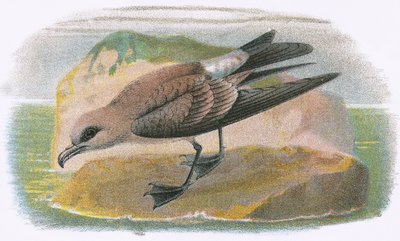 Fork Tailed Petrel by English School