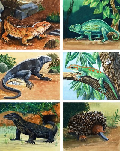 Four-Legged Animals That Lay Eggs by English School