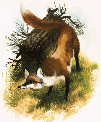 Fox by English School