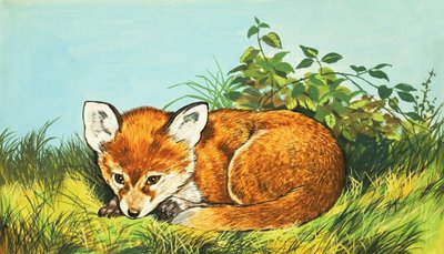 Fox cub by English School